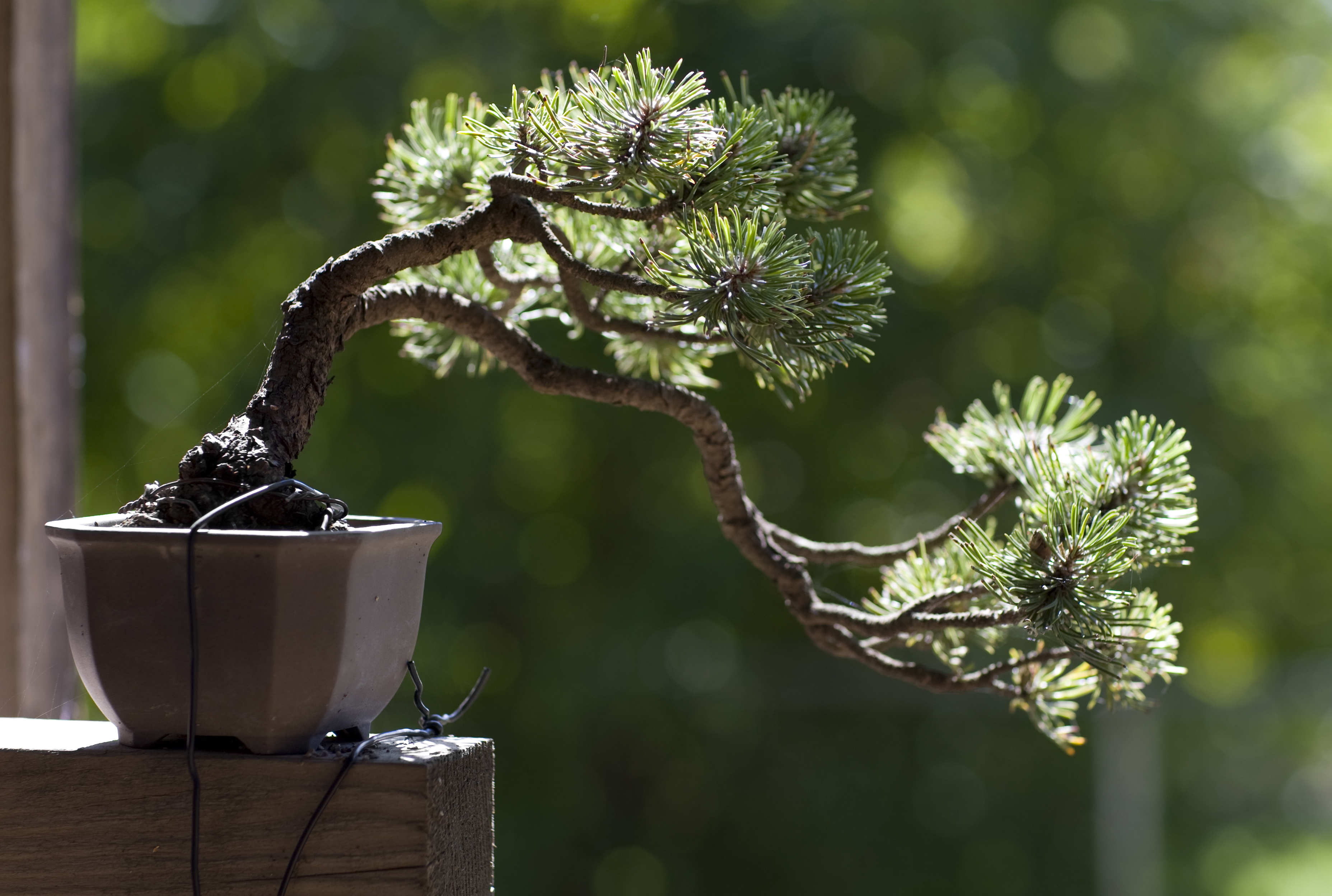 22年 ミニ盆栽のおすすめ人気ランキング19選 Mybest