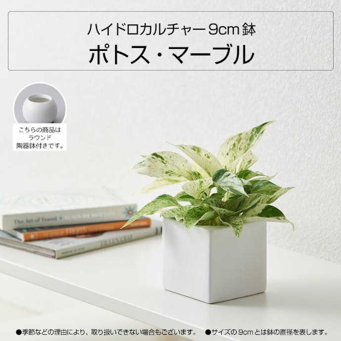 初心者は育てやすいものを。枯れないフェイクタイプも