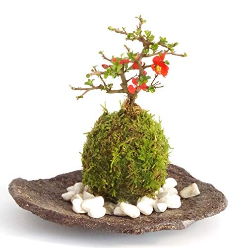 個性的なものがよいなら苔玉も要チェック