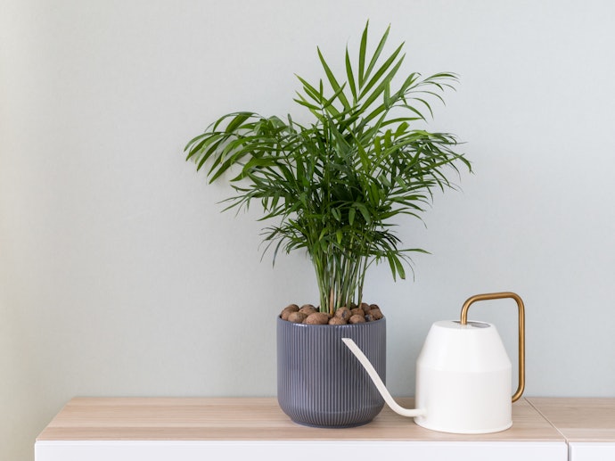 窓なし・日陰のトイレは観葉植物の耐陰性を要チェック