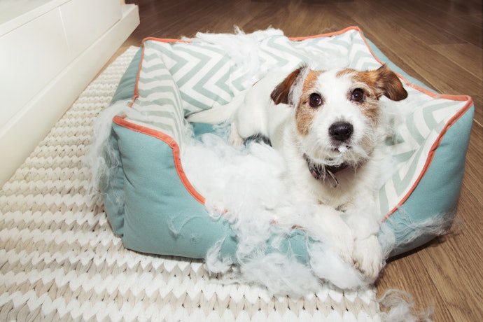 22年 おもしろいデザインの犬用ベッドのおすすめ人気ランキング13選 Mybest 22年 おもしろいデザインの犬用ベッドのおすすめ人気ランキング13選 Mybest