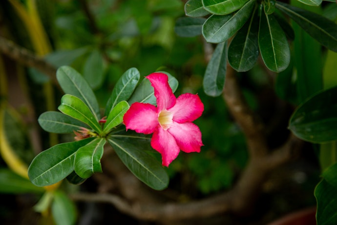 花を咲かせるものや虫除けになる種類も注目