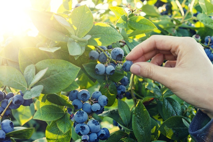 味にこだわるなら、ブルーベリーの産地もチェックしよう