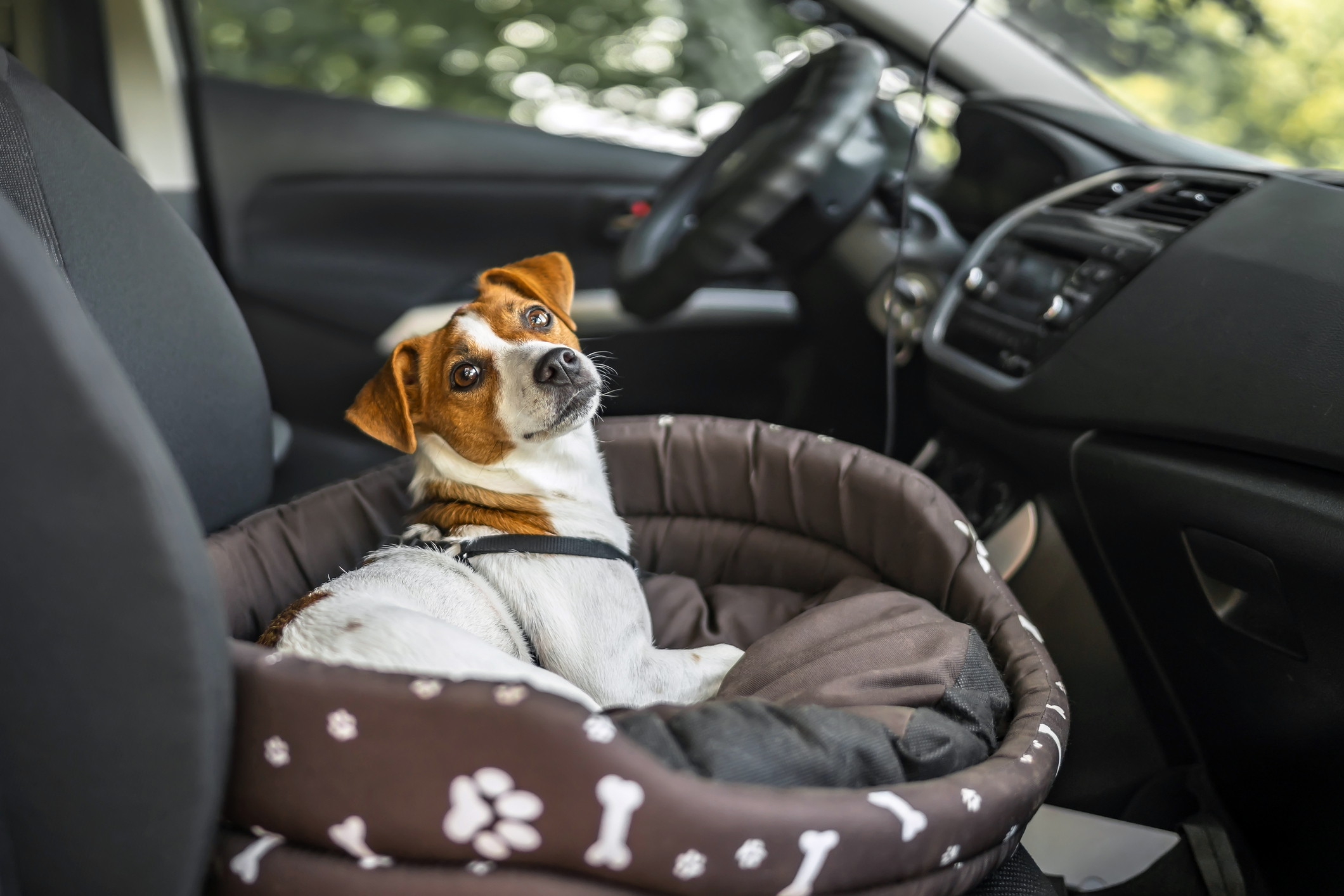 【驚きの値段で】 マイラペットドライブボックス 犬用ドライブボックスの壁面は高く 安全で快適です クリップ式の安全リーシュと壊れにくいシート 6.5kgまでの中型犬 小型犬に最適 viatheater.com