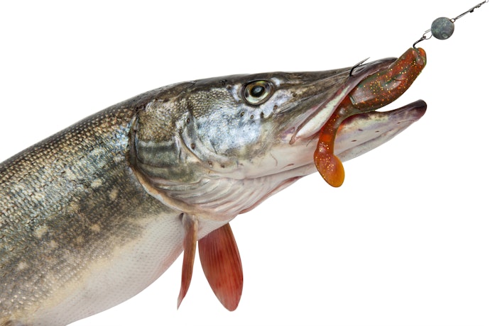釣れる魚の種類や習性に合わせてサイズを選択しよう