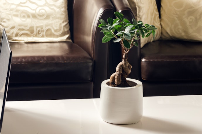 初心者は育てやすい観葉植物を選択しよう