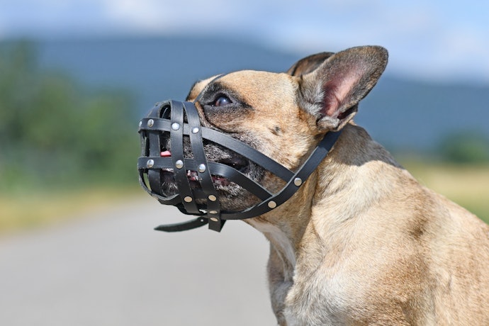 パグ・フレンチブルなど、マズルの短い犬種には短頭犬用を選択