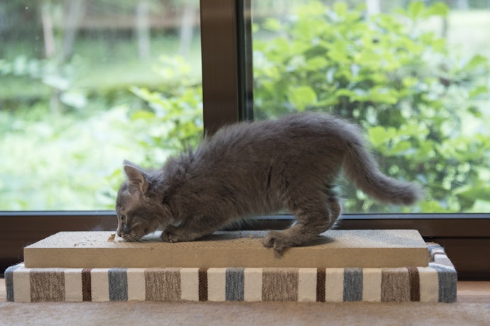 愛猫家は爪とぎも兼ねた猫用も要チェック
