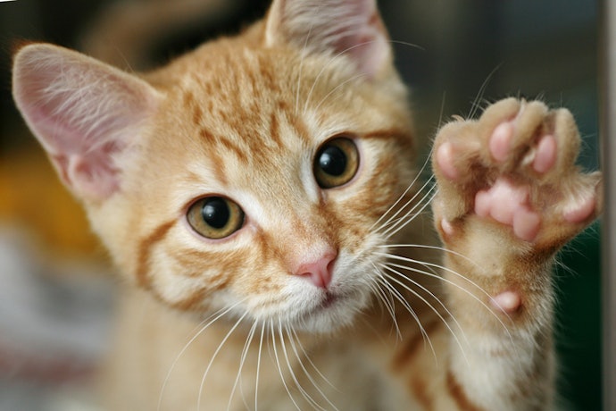 必ず猫用の肉球ケアグッズを選ぼう