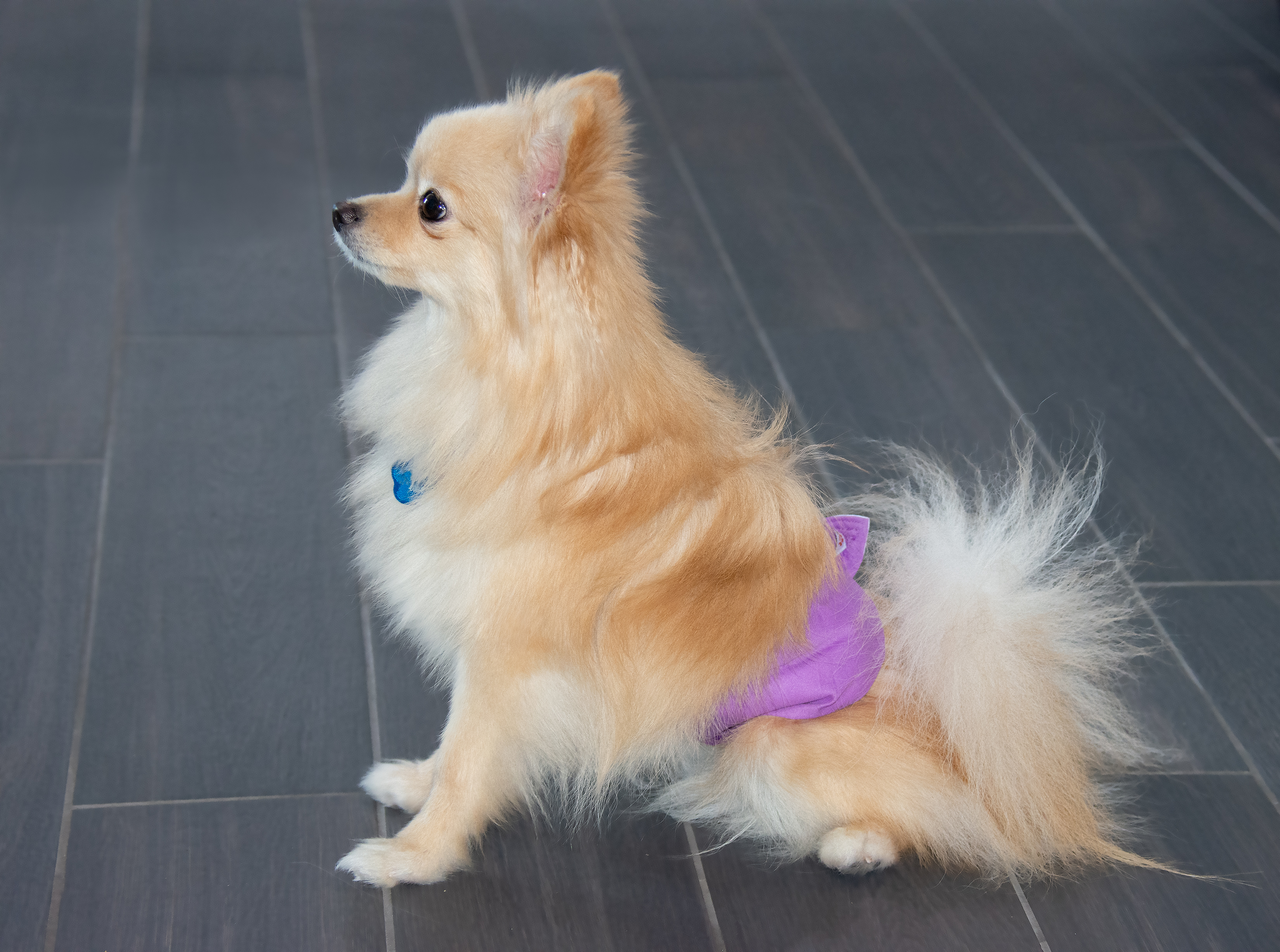 かわいい新作 数回使用 犬 サニタリーショーツ Premierseguros Com Br かわいい新作 数回使用 犬 サニタリーショーツ Premierseguros Com Br