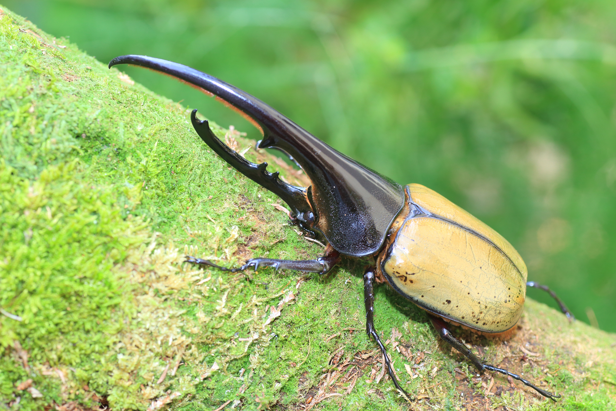 昆虫標本 標本 ドイツ箱 オサムシ科 ゴミムシ タマムシ科 コメツキムシ科 - 科学、自然