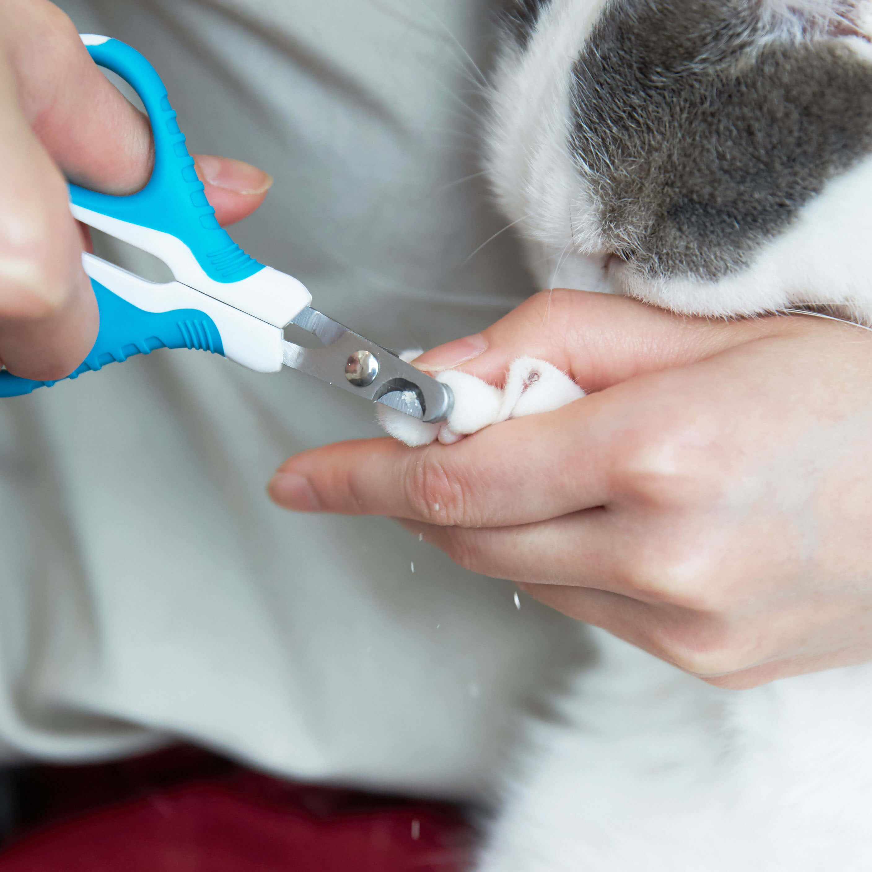 徹底比較 猫用爪切りのおすすめ人気ランキング10選 Mybest