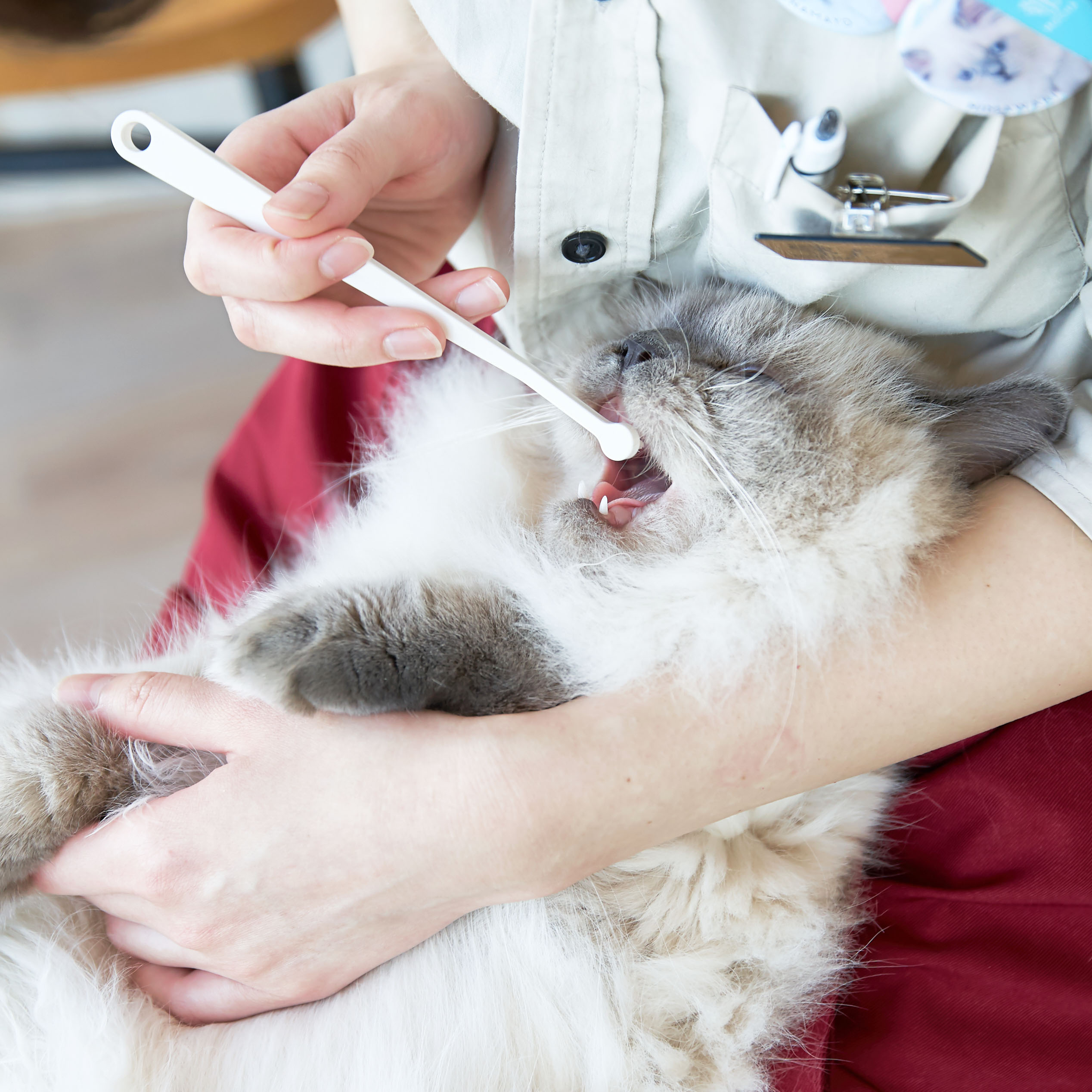 徹底比較 猫用歯ブラシのおすすめ人気ランキング10選 Mybest