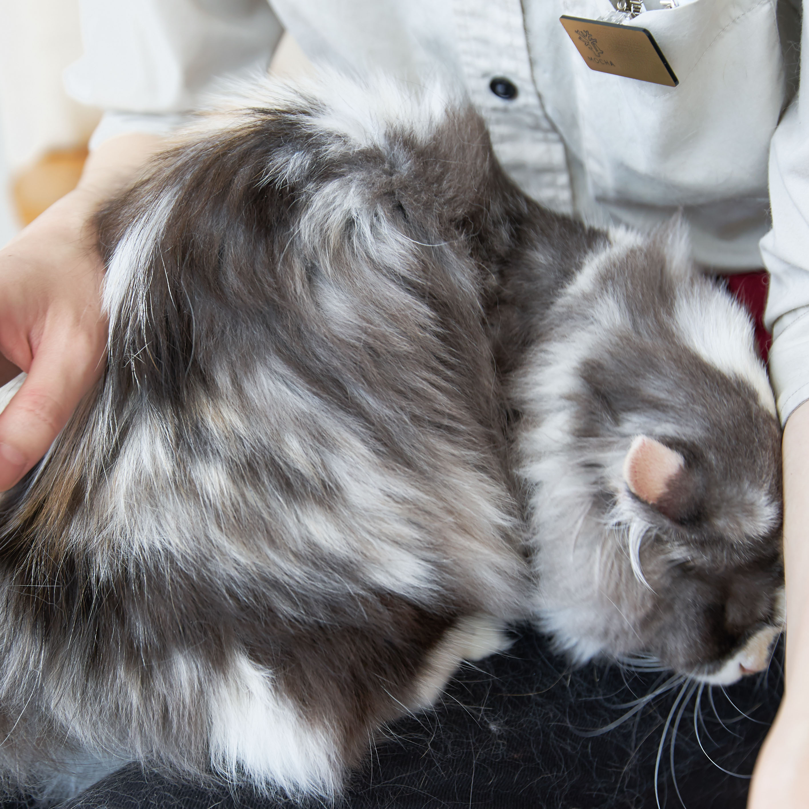 徹底比較】猫用ブラシのおすすめ人気ランキング10選  mybest