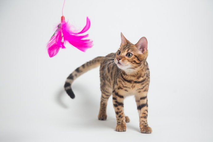 鳥や小動物など「狩猟本能を刺激する形状」がおすすめ