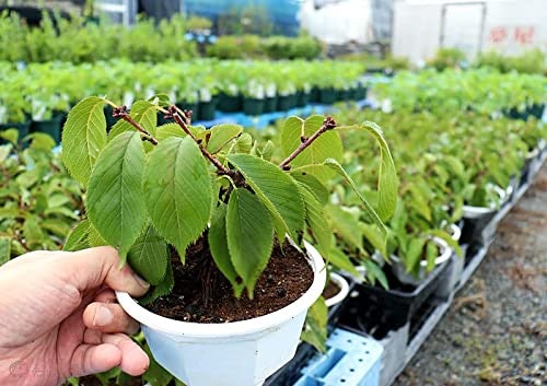 希望に合わせてどの状態から育てるかを決めよう