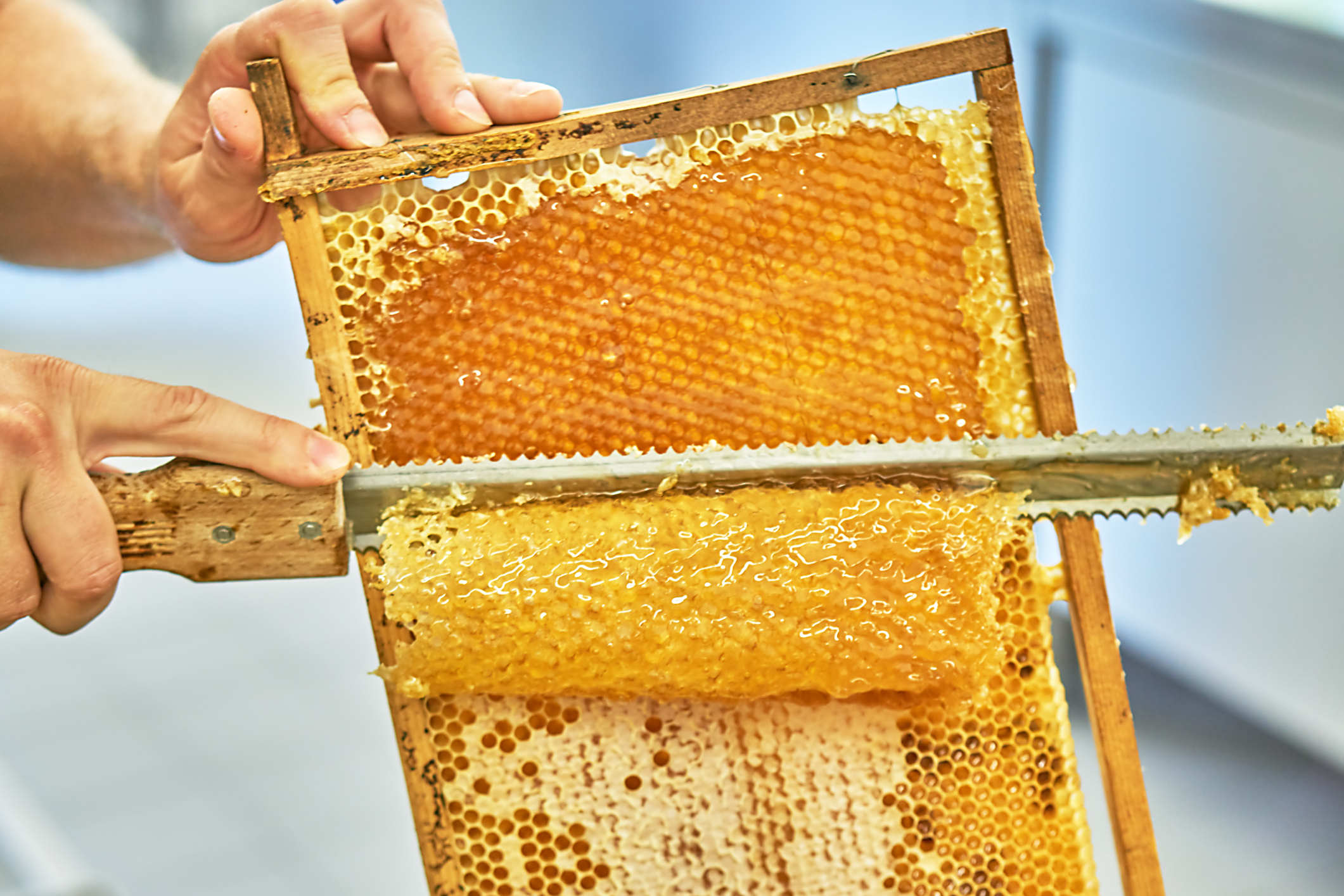 日本ミツバチの巣蜜、コムハニー1,000g 送料無料！ - 通販