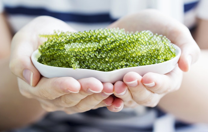 食感にこだわるなら、粒だけ楽しめる茎なし海ブドウがおすすめ