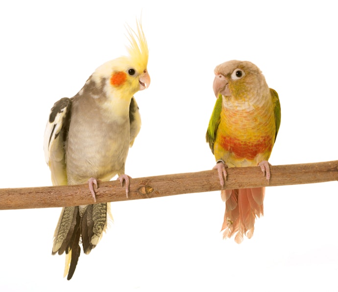 オカメインコ・中型インコ用に適した配合のものを選ぶ
