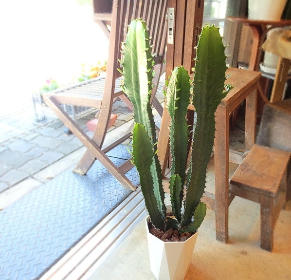 水やりを忘れがちなら、乾燥に強い植物に着目