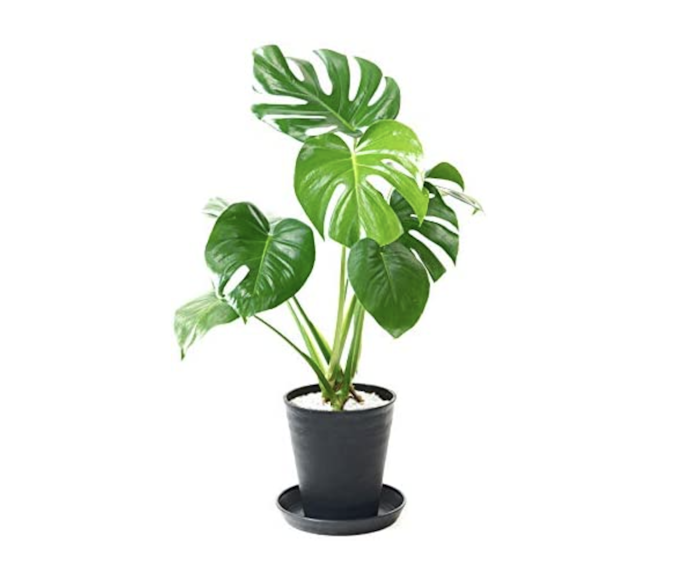 部屋が暗いなら、日陰でも育つ植物がおすすめ