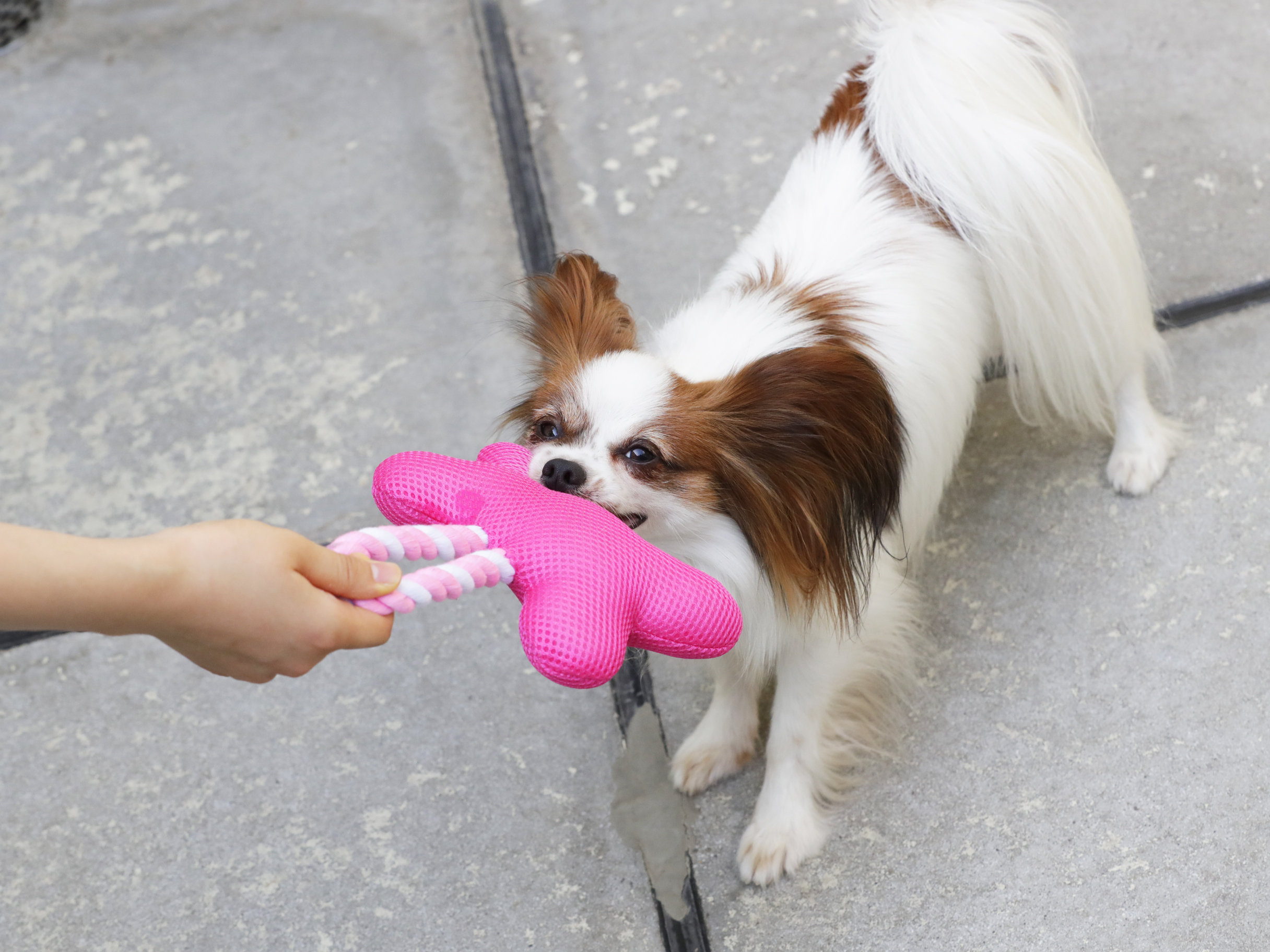 徹底比較】犬用おもちゃのおすすめ人気ランキング15選【ボール 