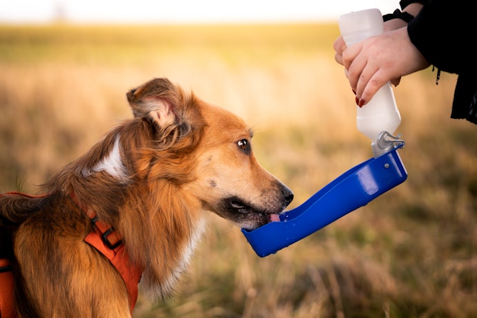 愛犬が飲みやすいサイズのトレイがついているものを