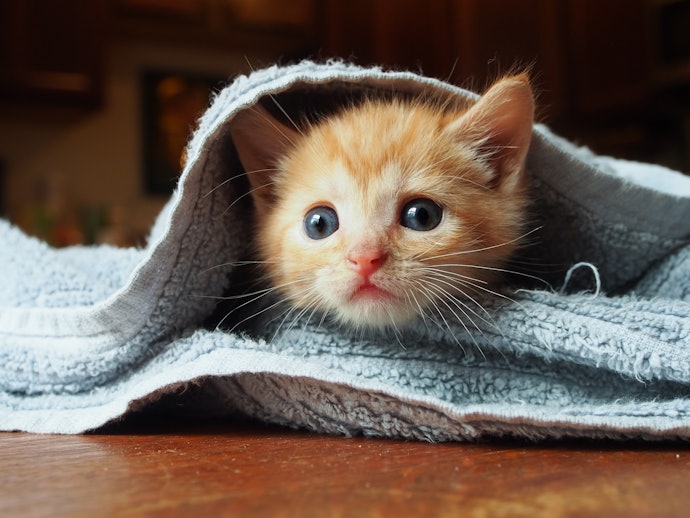 皮膚トラブルのない子猫の汚れにはドライシャンプーがおすすめ