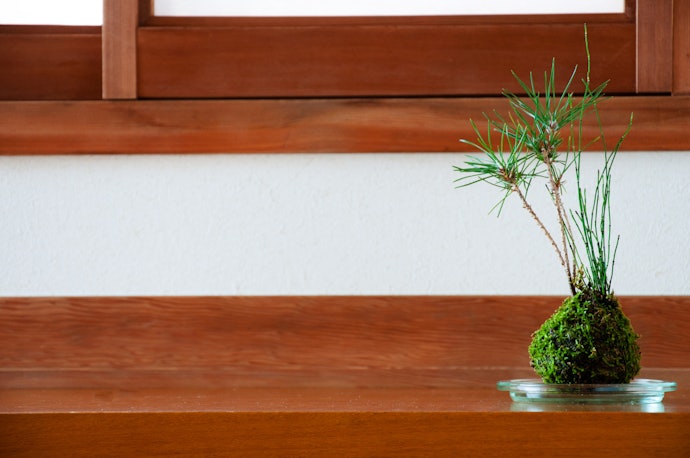 観葉植物と組み合わせて楽しみたい人は、苔玉キットを選ぼう