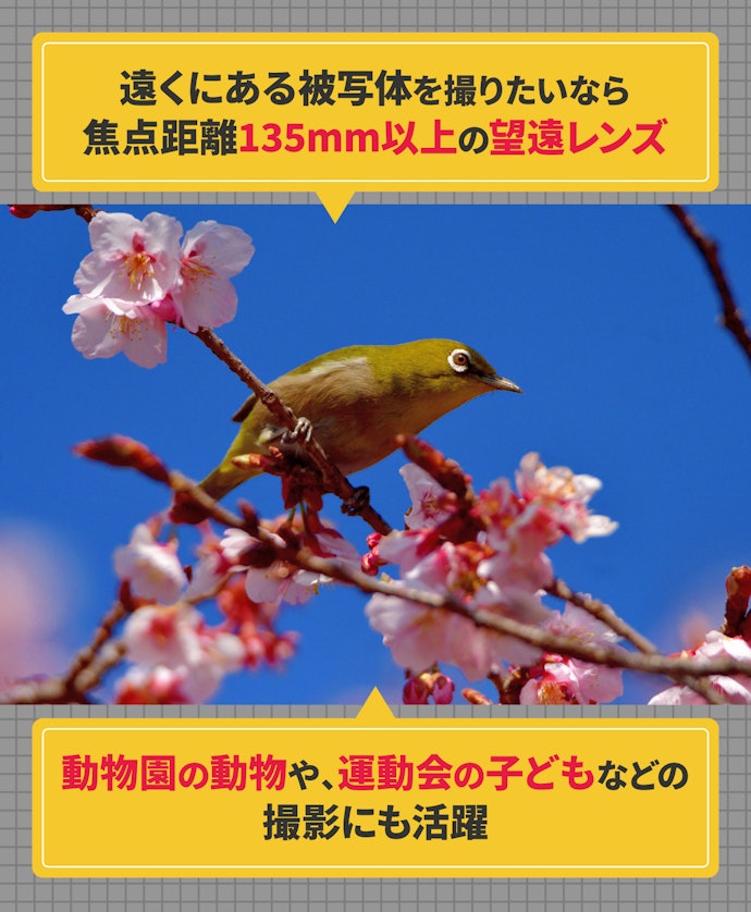 望遠レンズなら、被写体に近づけないときもしっかりとらえられる