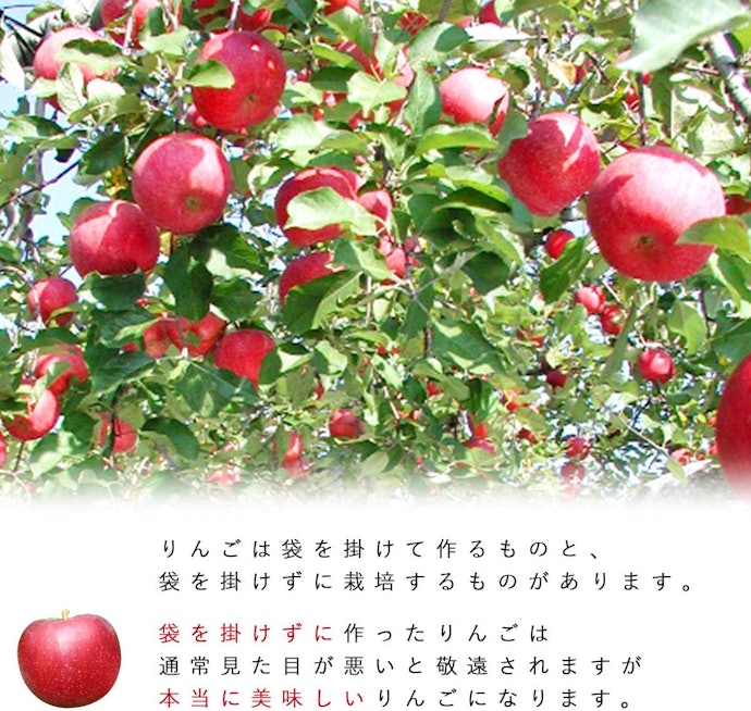 きれいな見た目重視なら有袋りんご、香りや甘みを楽しみたいなら無袋を選ぼう