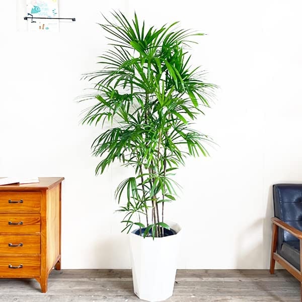 部屋の雰囲気を大きく変えたいなら、中~大型の植物がぴったり