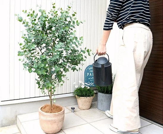 玄関に置く植物は、耐寒性の高さをチェック
