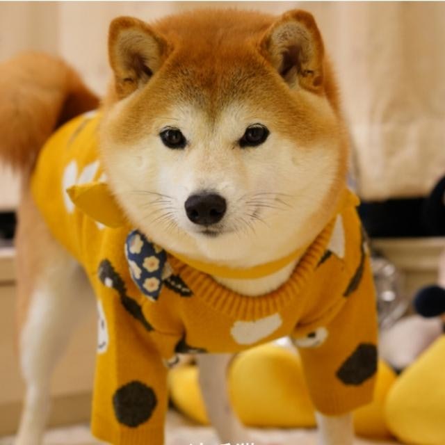 やんちゃな子には、着せやすいシンプルなものがおすすめ
