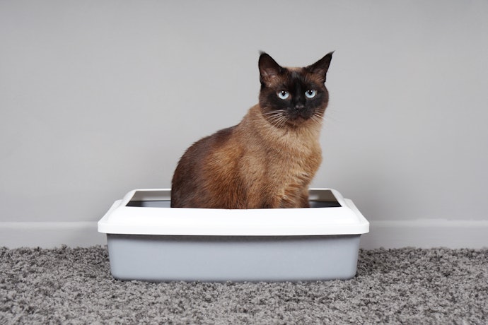 22年 猫用システムトイレのおすすめ人気ランキング10選 Mybest