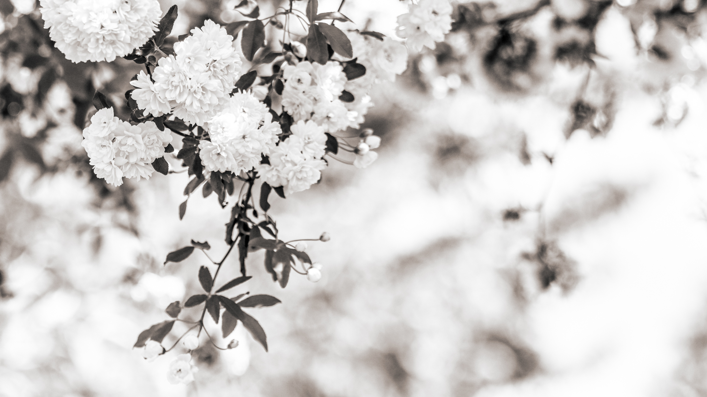 22年 写真をモノクロに加工できるアプリのおすすめ人気ランキング40選 Mybest