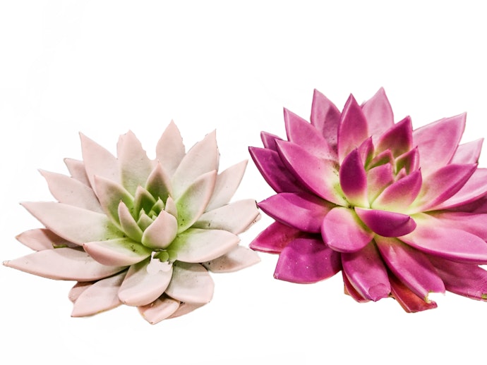 エケベリア:華やかなものを好む人に。豊富な種類やサイズにも注目