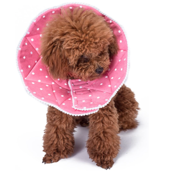活発な犬には変形するソフトタイプがぴったり