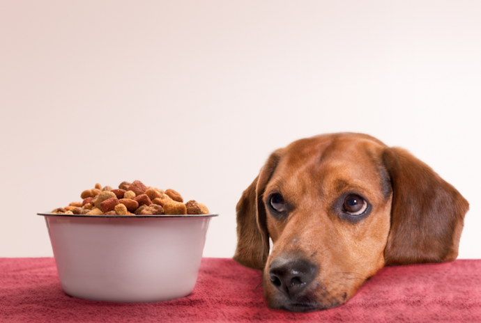 口や鼻が細長い犬種には、突起が高い深めの食器をチョイス