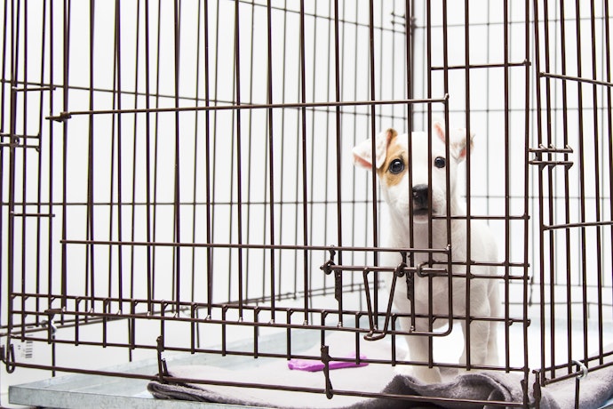 子犬期には成犬時を想定した広めのケージでOK