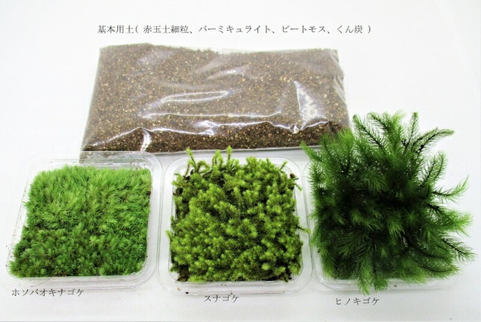ヒノキゴケ:アクアテラリウムにぴったり。背が高くふさふさとした見た目が魅力