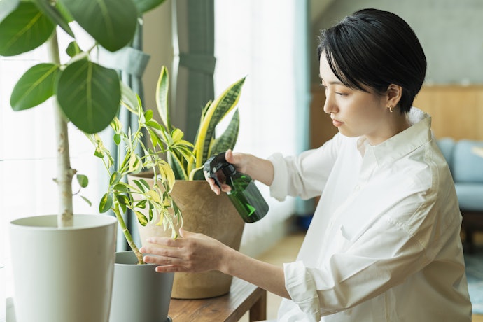 屋内で育てるなら害虫がつきにくいものを選ぼう