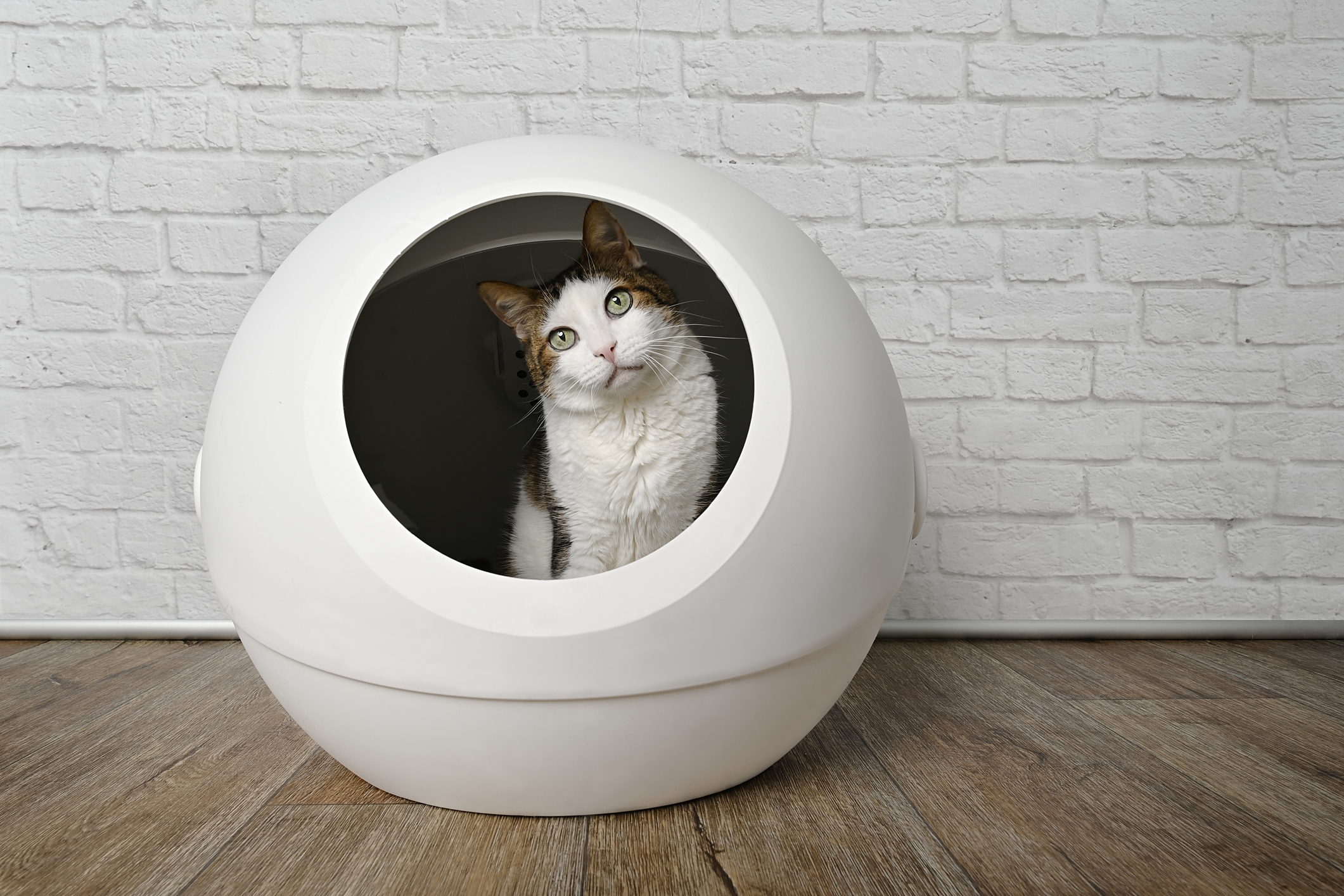 Qliq 全自動 猫トイレ スマホで操作 自動 お掃除 猫用 ロボットトイレ 臭いがもれない 多頭飼い対応 スマートネコトイレ コンパクトエコ設計 