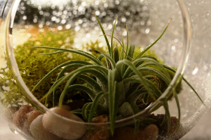 緑葉種なら苔との組み合わせが相性がいい