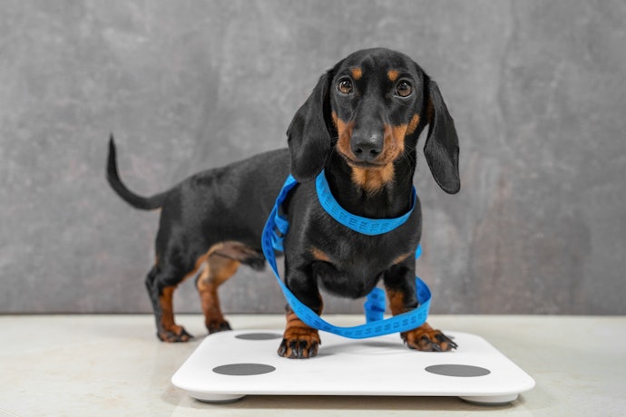まずは犬のサイズを測り、サイズ表を確認しよう