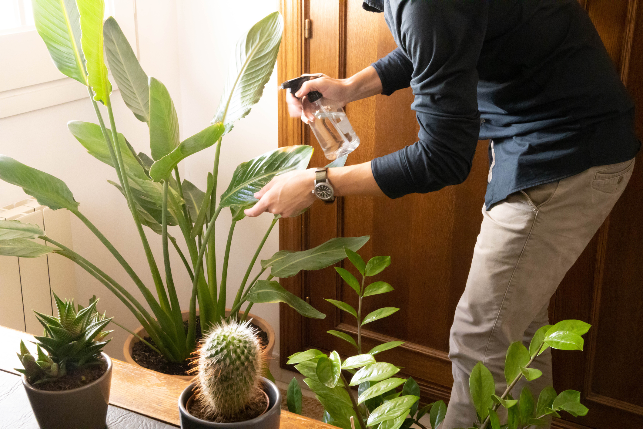 22年 観葉植物のおすすめ人気ランキング28選 Mybest