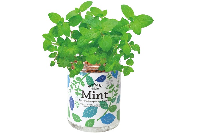 22年 ハーブ初心者向け栽培キットのおすすめ人気ランキング12選 Mybest