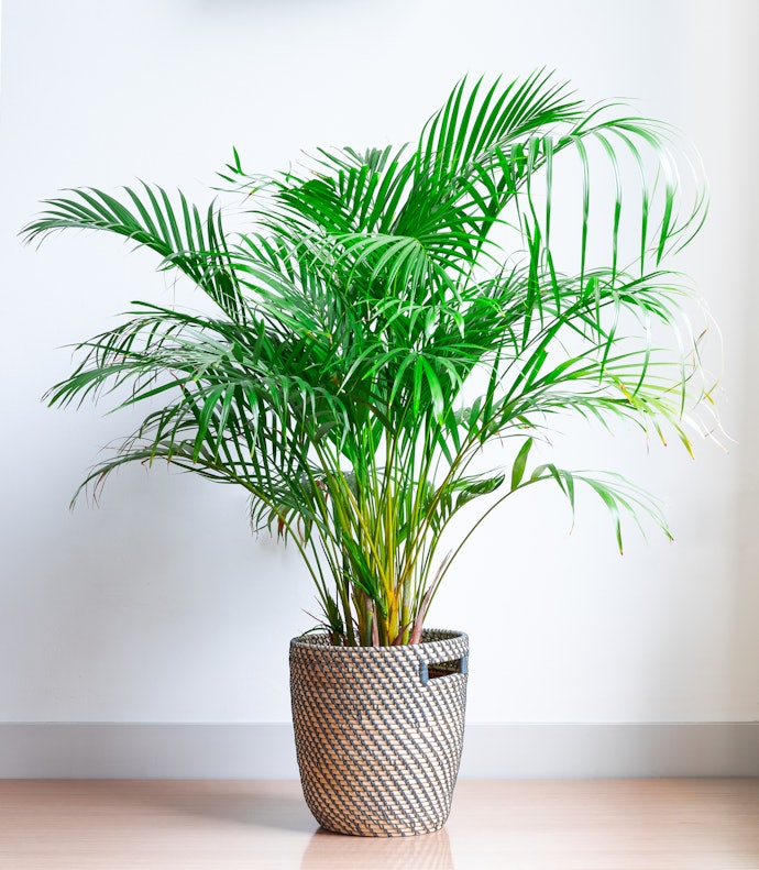存在感を出すなら、ウンベラータなどの8〜10号大型観葉植物