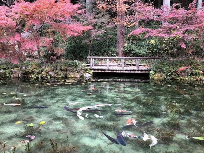 中濃:フォトジェニックな観光地が多数。犬連れには里山公園もおすすめ