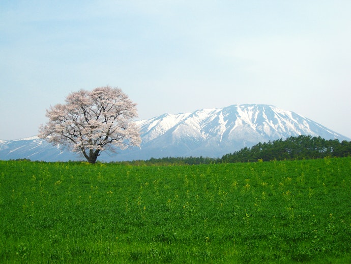 福島・岩手・山形:ペット同伴のスキー旅行に好適。パウダースノーを満喫できる